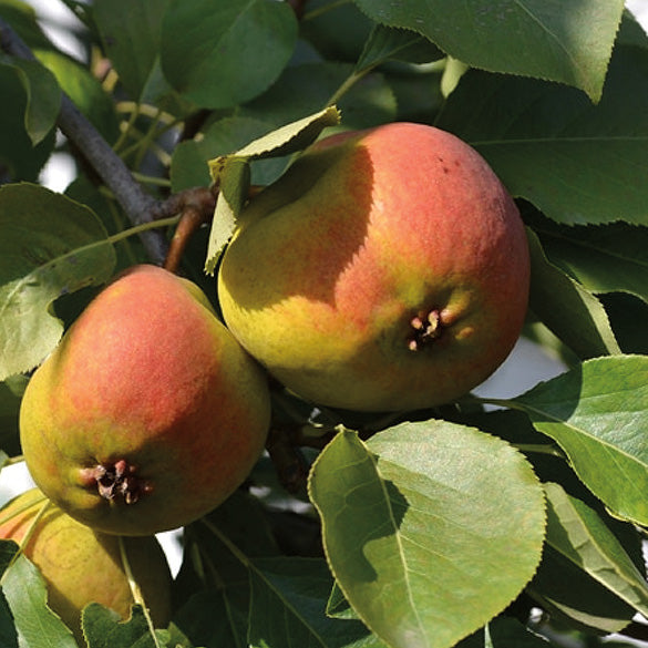 Russian Beauty Pear (Krazulya) - 8055A