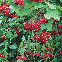 Highbush Cranberry - 8069A