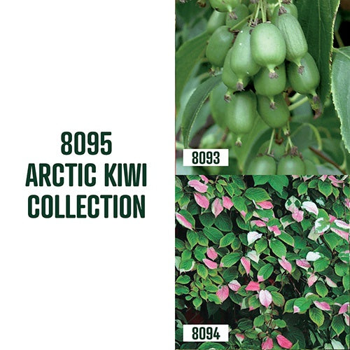 Arctic Kiwi Collection 3 Plants | T&T Seeds
