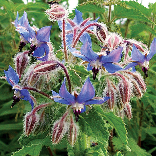 Borage - 831A