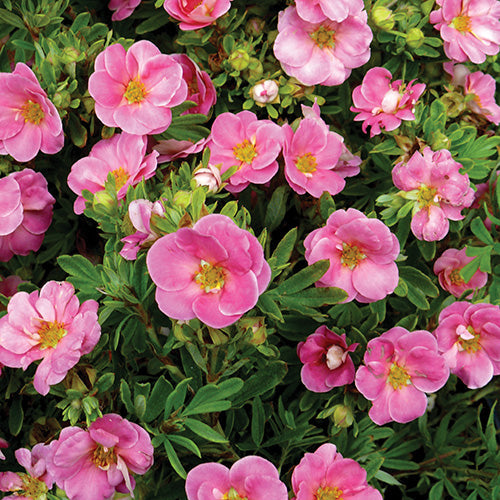 Potentilla Happy Face Pink Paradise - 8334A