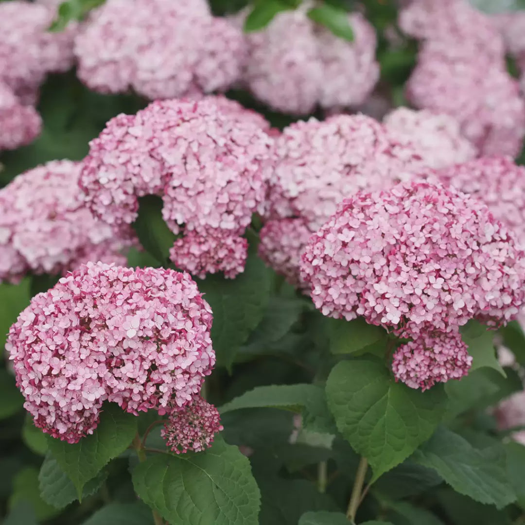 Hydrangea Incrediball Blush - 8337A
