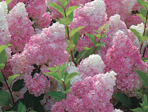 Hydrangea Vanilla Strawberry - 8340A