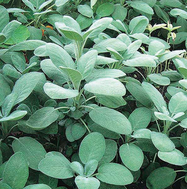Sage - 846A
