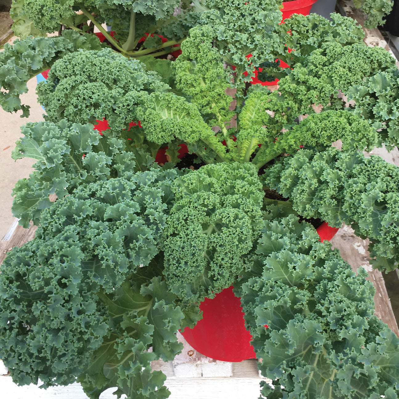 Kale Prizm (30-55 Days) - 859A