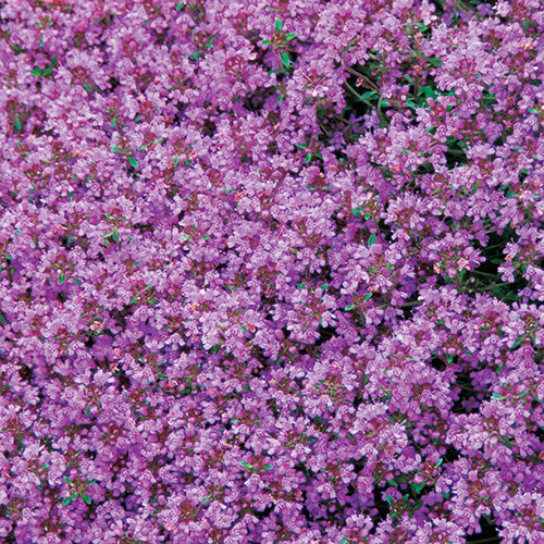 Thyme - Creeping