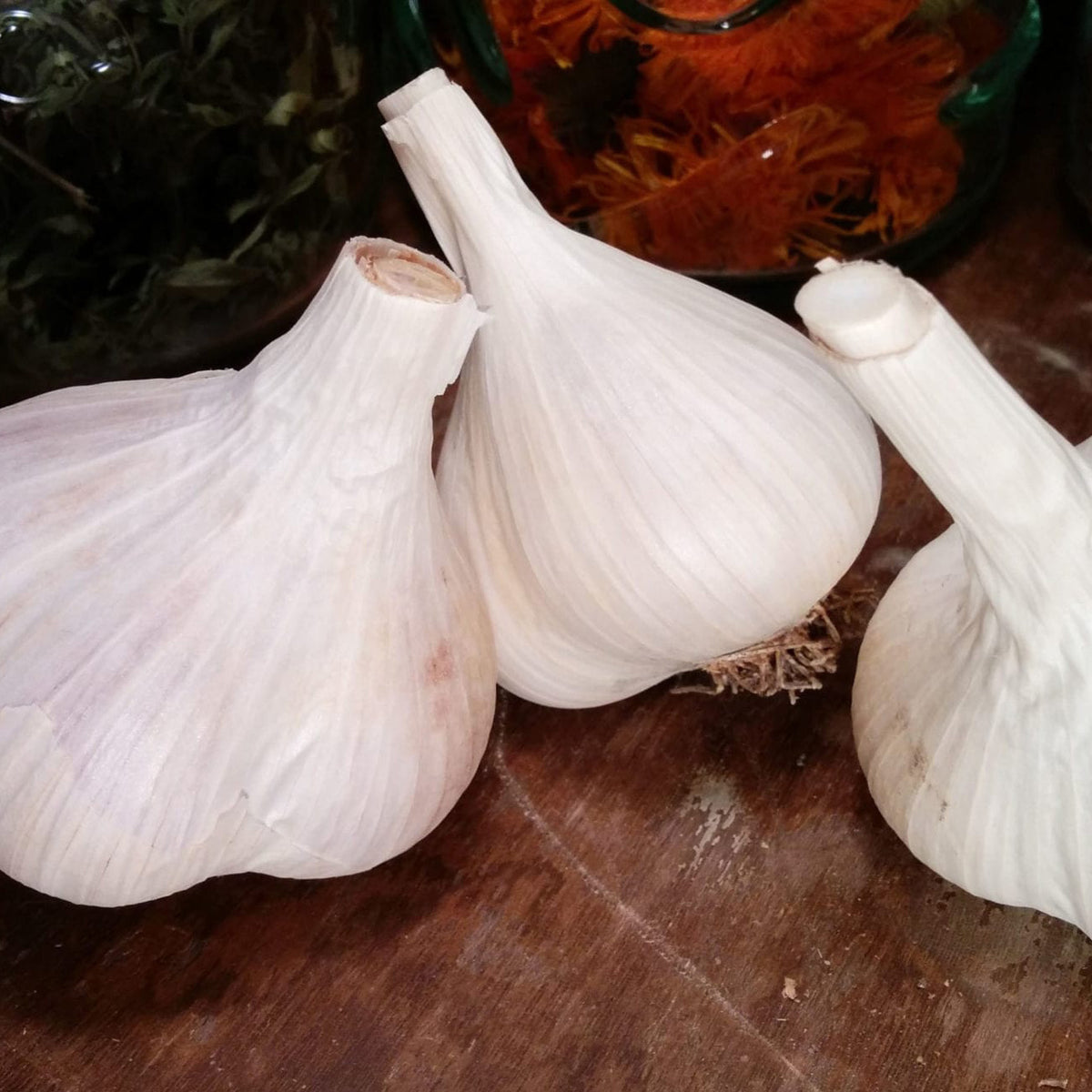 Fall Garlic Mennonite
