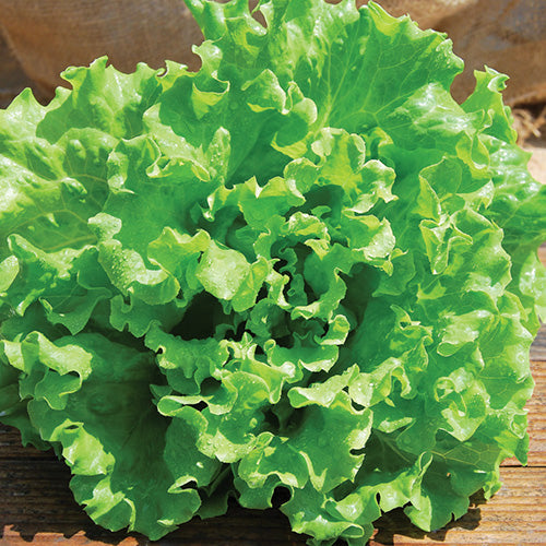 Lettuce Muir Pellets (52 Days) - 911A