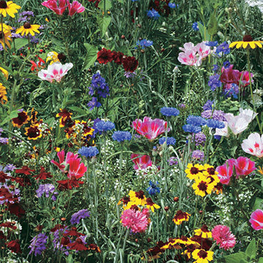 Bird & Butterfly Mix - A10A