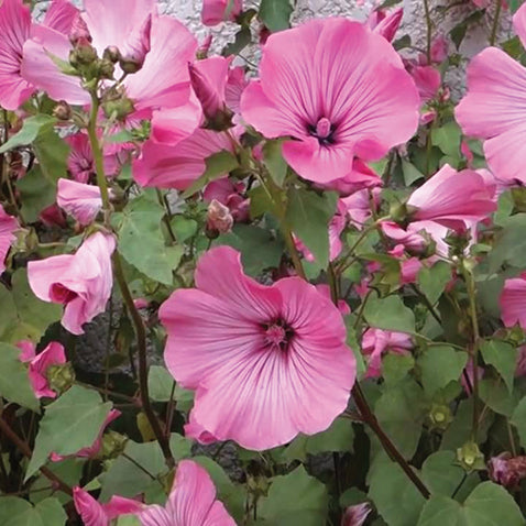 Lavatera Silver Cup - A270A