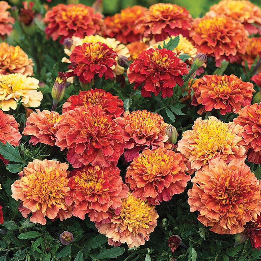 Marigold Strawberry Blonde - A290A