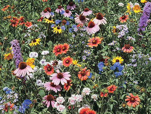 Wild Flower Mix Seeds - Native Western Canada | T&T Seeds