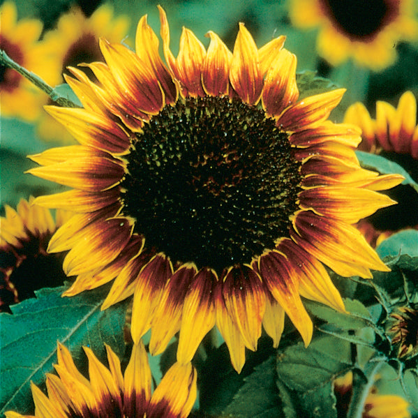 cut flower sunflower seeds Ring Of Fire Sunflower Seeds - Dwarf Cut Flower