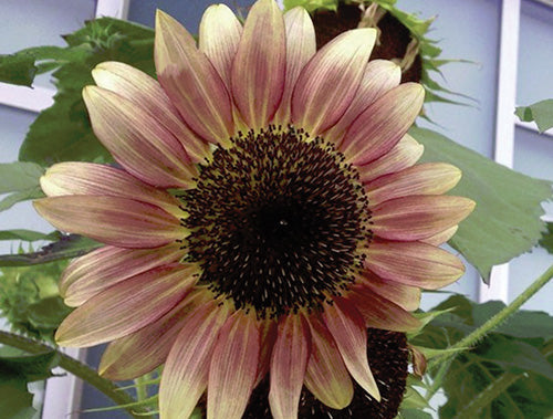 strawberry blonde sunflower seeds Strawberry Blonde Sunflower Seeds