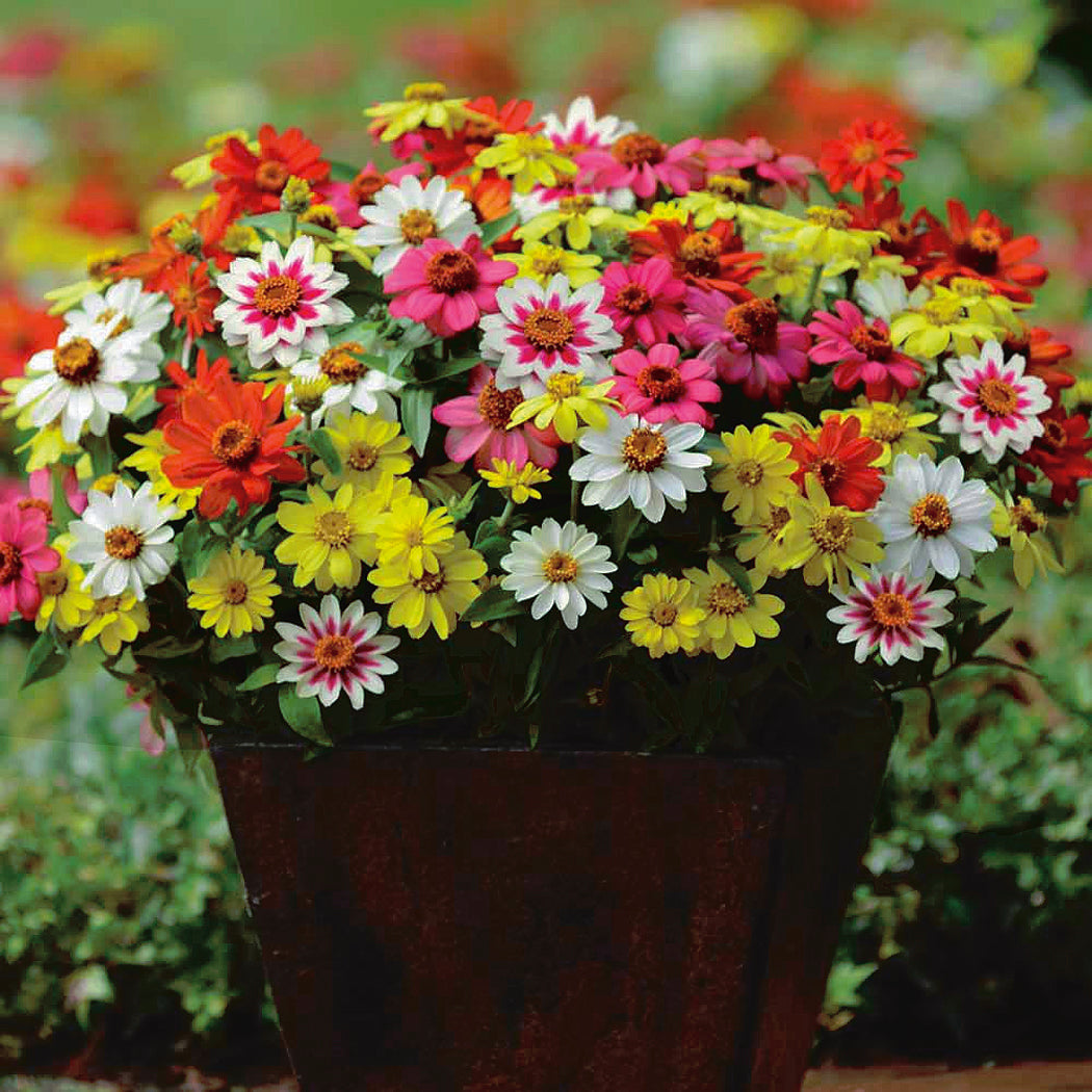 Zinnia Zahara Mix - A679A