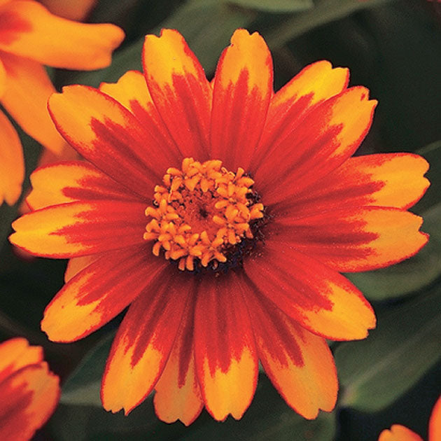 seedビ2② Zinnia Zahara Sunburst Seeds - Heat Tolerant | T&T Seeds