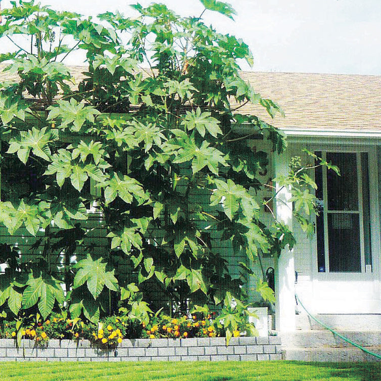 Castor Bean Ricinus - B111A