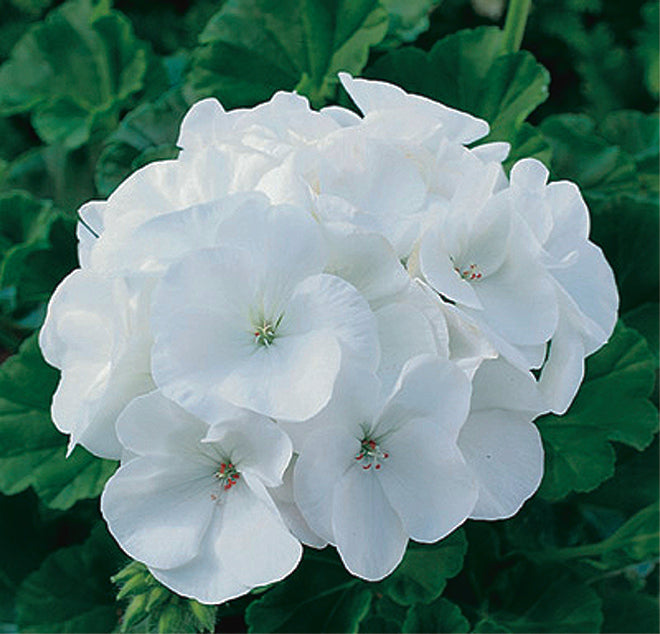 maverick geranium seeds Geranium Maverick White Seeds