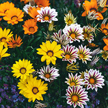 Gazania New Day Mix