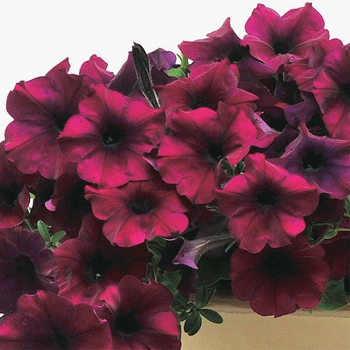 Petunia Easy Wave Burgundy Velour - B240A