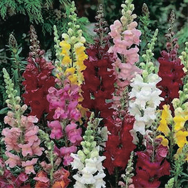 Snapdragons Ribbon Mix - B25A