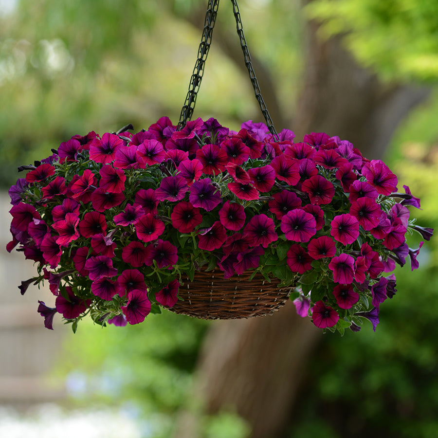 Petunia Shock Wave Deep Purple