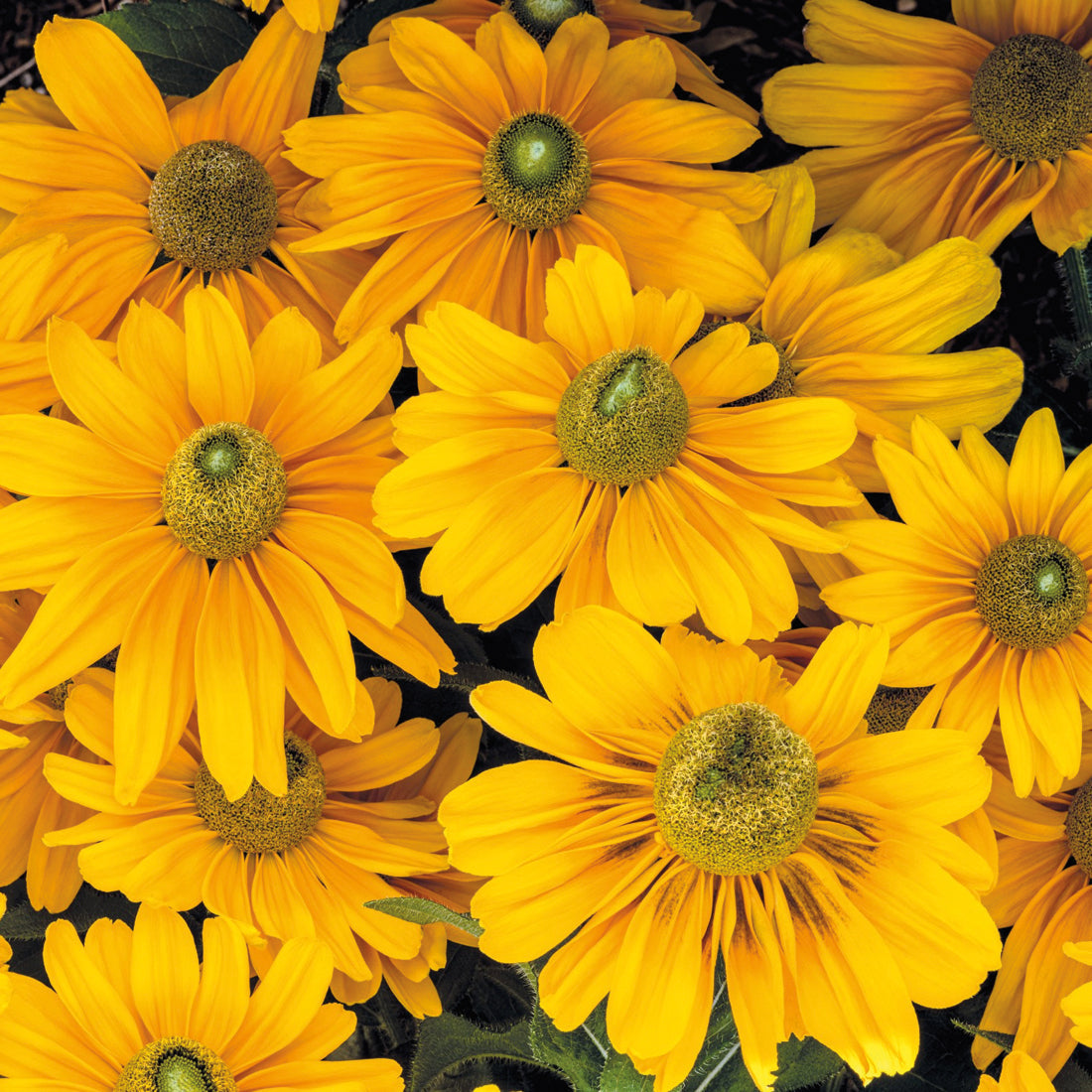 Rudbeckia Amarillo Gold - B66A