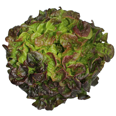 Red Oakleaf Lettuce - LVL-S-001