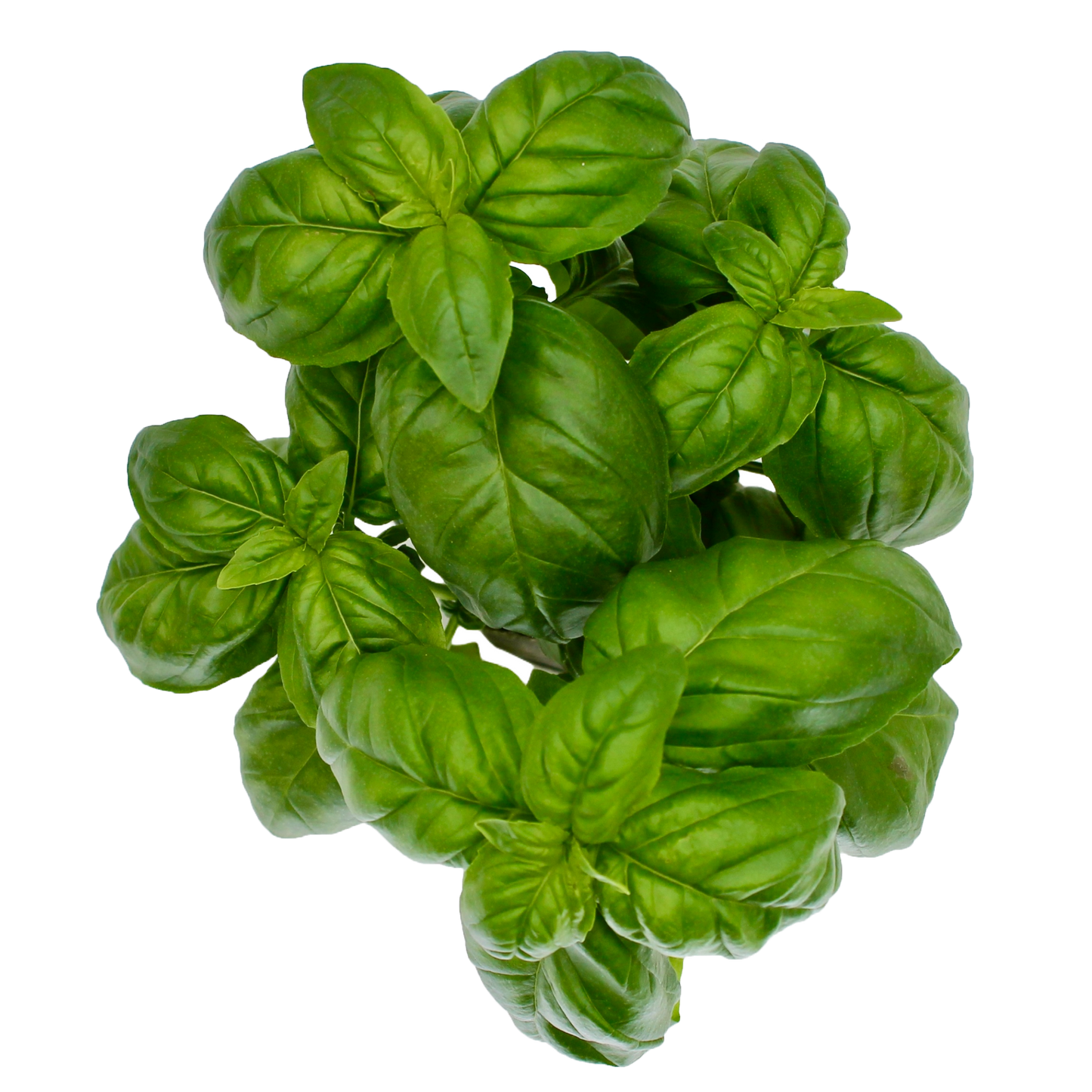 Compact Genovese Basil - LVL-S-008
