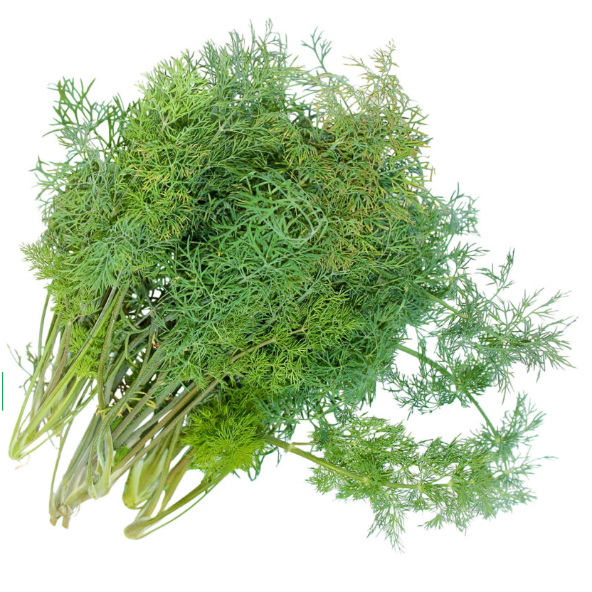LV Fernleaf Dill - LVL-S-009