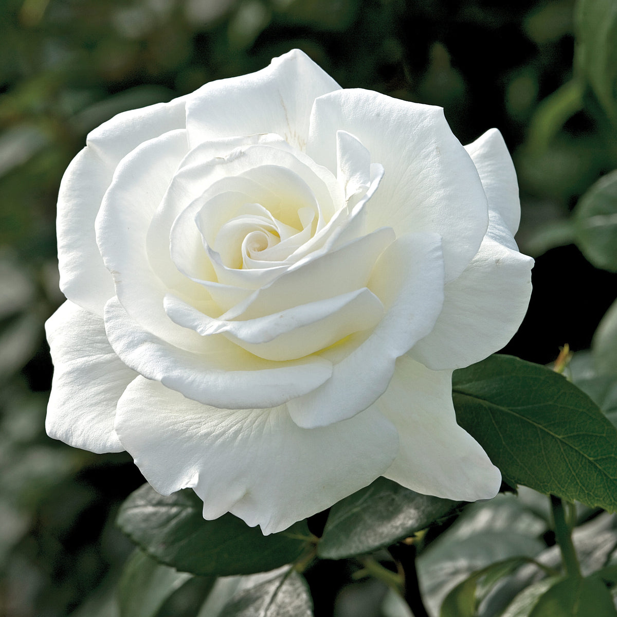 Rose Sugar Moon - 8567A