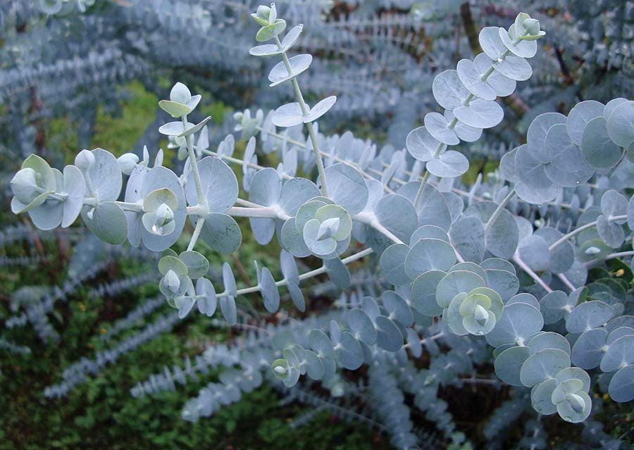 Eucalyptus Baby Blue - B119A