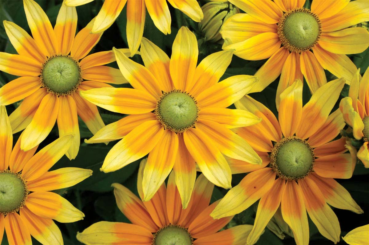 Rudbeckia Prairie Sun Seeds - AAS Winner | T&T Seeds