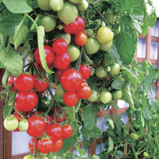 PRO TIPS - TOMATO TROUBLESHOOTING