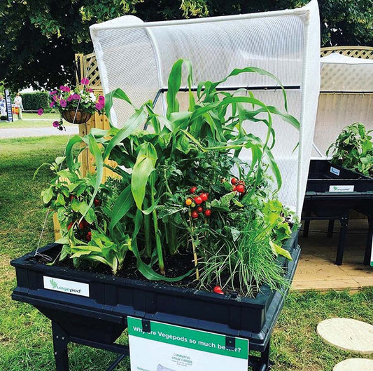 PRO TIPS - GROWING VEGETABLES