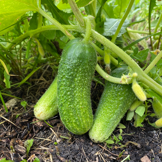 Open-Pollinated vs. Hybrid Seeds