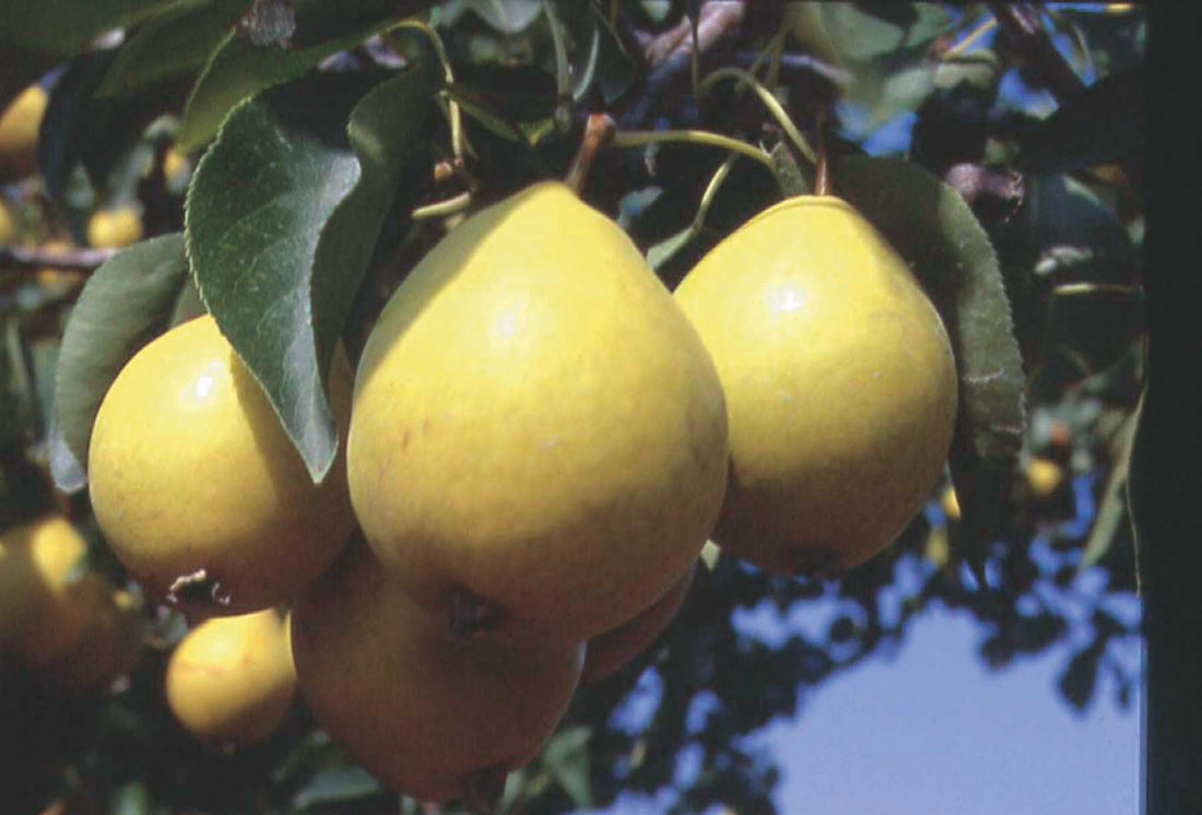 Pear Ripening & Harvesting