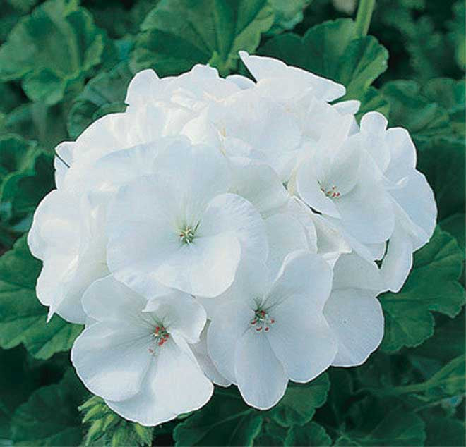 Geranium Germination