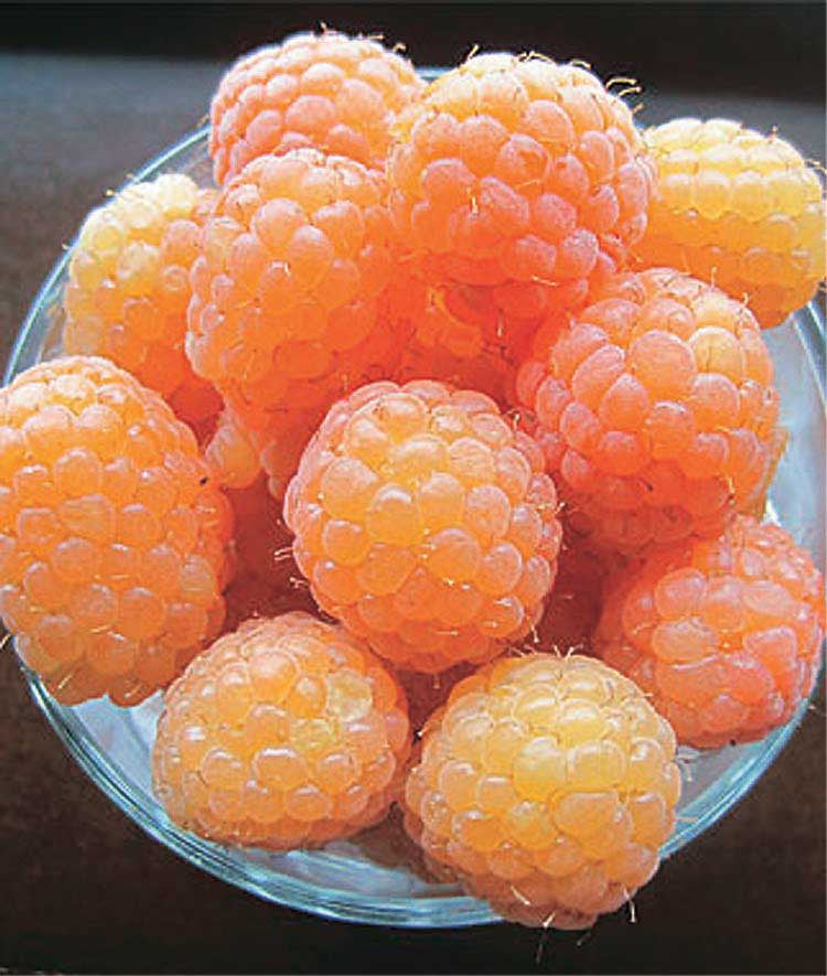 Raspberries – T&T Seeds
