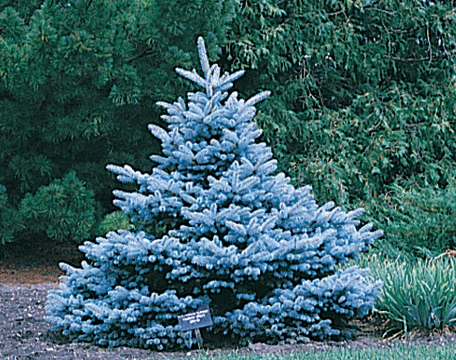 Spruce – T&T Seeds