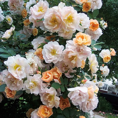 Roses – T&T Seeds