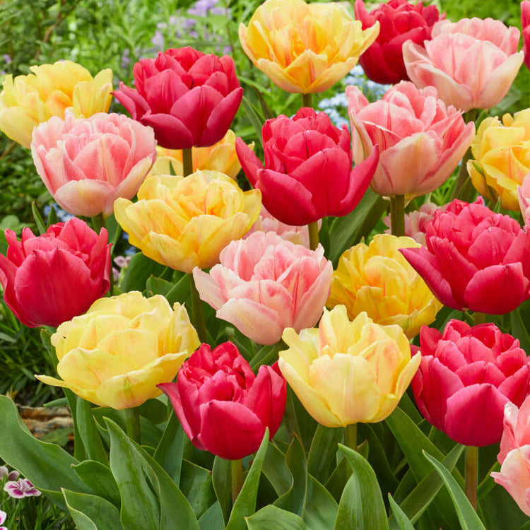 Fall Bulbs