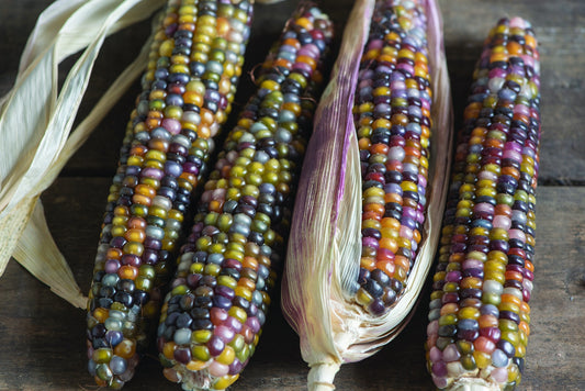 Ornamental Corn Glass Gem - 567A