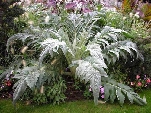 Cynara Cardoon - 10A