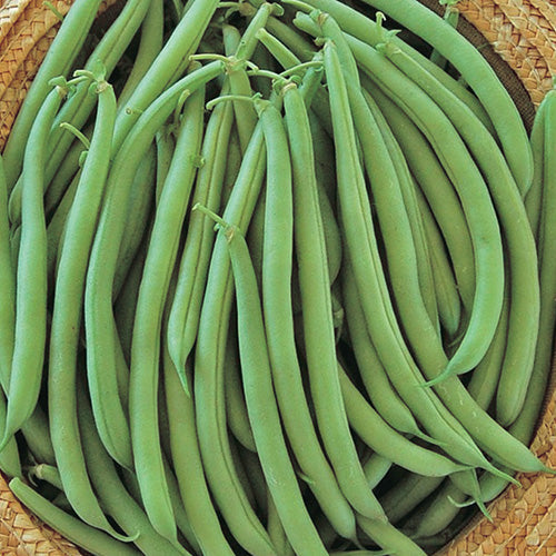 Beans Strike (50 Days) - 100A