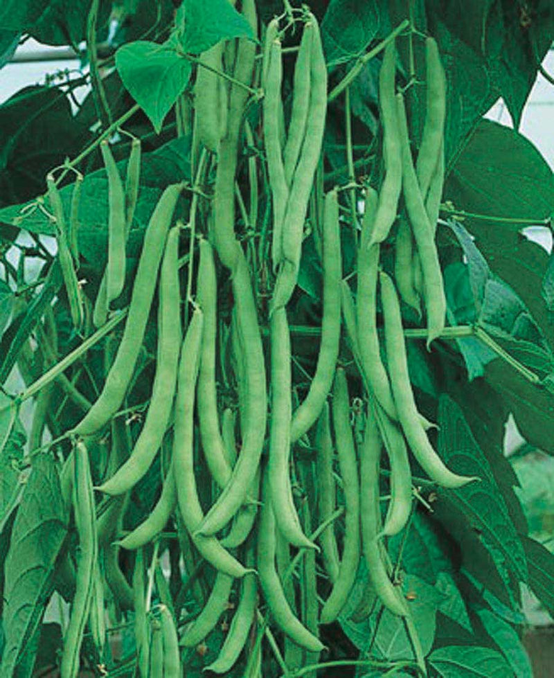 Pole Beans Kentucky Blue (60 Days) - 107A