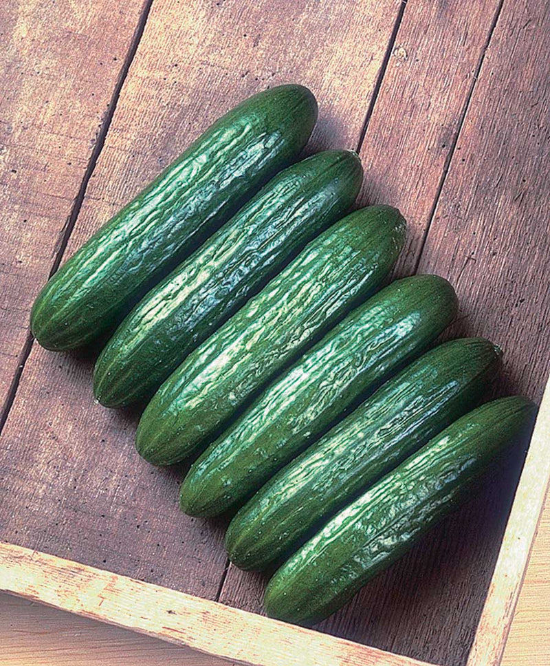 Cucumber Babylon Hyb (56 Days) - 1072A