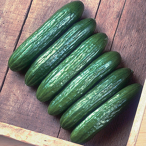 Cucumber Babylon Hyb (56 Days) - 1072A