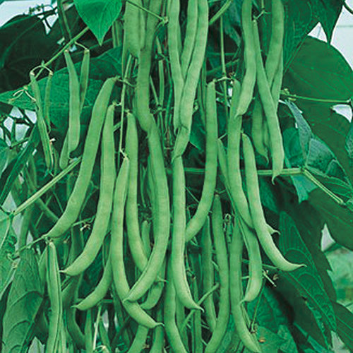 Pole Beans Kentucky Blue (60 Days) - 107A