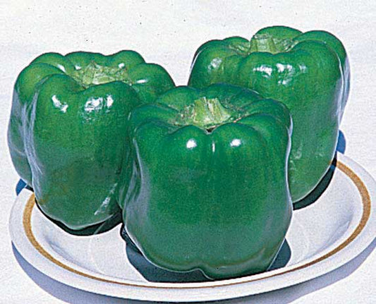 Peppers Early Prolific Hybrid (55 Days) - 1085A